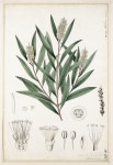 Pin de 이태순 em 보타니컬 | Melaleuca