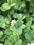 Four leaf clover~~❤️에 있는 Ann Lee님의 핀