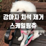 테큐 / IT TECH 캠핑 여행 : 네이버 블로그 강아지치석제거껌 강아지덴탈껌    닥터힐메딕스 스케일링츄