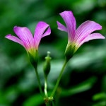 들꽃 by 풀꽃세상 | Light photography, Cool lighting, Plants