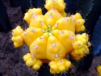 Gymnocalycium-裸萼属에 있는 핀