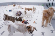 부천 퍼피스프링은 1층 실내수영장  2층 강아지유치원으로 운영되고 있습니다 유치원 이용문의는 언제든지 편하게… in 2020... 