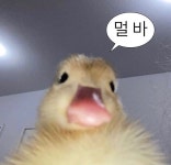 내가 만듦 불펌, 재업 금지 - 2021 | 웃긴 동물 사진, 동물, 웃긴 | Animals, Baby ducks, Pets