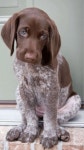 Love Dogs에 관한 1185개의 최상의 Pinterest 이미지 | 애완동물, 강아지 및 귀여운 개 Love Dogs