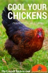 4/H에 관한 10개의 최상의 Pinterest 이미지 | 농장, 애완동물 및 닭 기르기 4/H