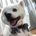 #솜이네 #미용 #선데이그루밍 #애견미용 #멍스타그램 #강아지 #반려견 #인스타그램 #태풍  미용하고 왔더니 귀여움 두배... 