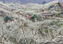 매화향기 가득한 광양매화축제~ 섬진강의 빼어난 풍경을 한꺼번에 만끽할 수 있는 곳! 봄소식 매화가 전해주네요. 곧 벚꽃 축제가 기대됩니다. | 벚꽃