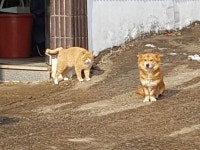 개귀여워ㅋㅋㅋㅋ - 2021 | 강아지, 고양이