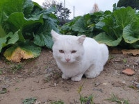 낭만고양이 on Instagram: “흰둥”