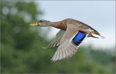 Eend (Van vroegevogels) | 수채화법