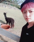 Instagram의 한빛👑님: “드디어 만났다 내칭구 알파카녀석💛 #제주목장 #제주알파카 #목장체험 #먹이주기체험 #알파카 #제주여행지추천... 