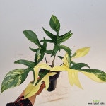플로리다뷰티 바리에가타/동일품배송/ 높이 60 너비 75(Philodendron Pedatum Florida Beauty) - 공기정화식물(air purifying plants)
