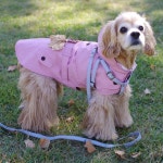 귀엽고 시크한 강아지옷 CoCCoLa 코콜라 www.coccola.co.kr/ 코카옷 중형견옷 | 강아지 옷, 강아지, 웰시 코기