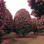 Beauty thangs에 있는 Brittany Luc님의 핀 | 자연, 정원, 집과 정원