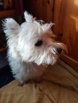Pin by 이보나 Yvonne ... on 고양이 -                                            Cats and Westie | Westies, I love you all, Winsome