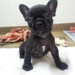 나만보면 흥분해서  아무데나 오줌싸고 다녔던 꼬꼬마시절... 귀염둥이 #개돼지 #개토끼 … | 프렌치 불독, 개, 돼지