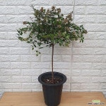꽃댕강45 - 동일품배송(Abelia mosanensis T.H.Chung) - 공기정화식물(air purifying plants)