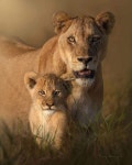 Pin page Pin by 초0081 호동 on 빠른 저장 in 2024 | Cat family, Cats, Lion