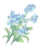 물망초 브러쉬 (Forget-me-not Flower Brush) - CLIP STUDIO ASSETS