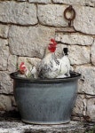Aves에 관한 280개의 최상의 Pinterest 이미지 | 농장 동물, 닭장 및 뒷마당 닭 Aves