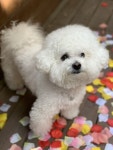 떡국아 꽃길만 걷게 해줄께. | Bichon frise dogs, Bichon frise, Bichon