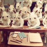 taxidermy에 관한 22개의 최상의 Pinterest 이미지 | 박제, 아나토미 및 동물 taxidermy