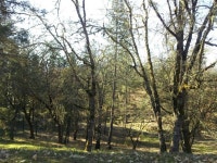 Whitehorse Park | 숲, 현대 미술