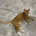 200105 누리 왜 거기 누워있어? #화장실#바닥... in 2020 | Funny cats, Cats, Animals