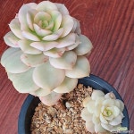 1624 니크셔나금(E. nicksana) - 다육식물(Succulents) - 2023 | 다육 식물