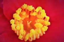 Camellia flower 동백꽃