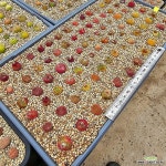 마우가니모듬 식물만뽑아서발송(Conophytum maughani) - 코노피튬(Conophytum)