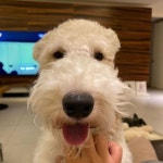하품 3단계 ... | Wire fox terrier, Fox terrier, Dog breeds