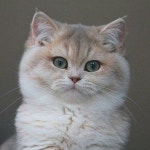 🐱제이캐터리_010 8004 4231 ⠀ ✈해외캐터리 Since 2010 💬수입문의가능 ⠀ #브리티쉬숏헤어 #먼치킨 #랙돌 #수입묘 #jcattery... 