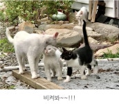 Let me join you. - 2021 | 동물
