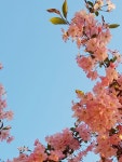 꽃사과 Crab Apple