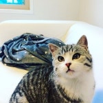 #큐비 #집사 축하한다 날 영접해라. 이 사진 #냥스타그램 #캣스타그램 에다가 올려다옹~ | Cats, Animals