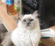 하나는남겨야겠는데  A31  애플돌스  appledolls  캐터리  cattery  ragdoll  랙돌  렉돌  래그돌  레그돌  랙돌캐터리  랙돌분양... 