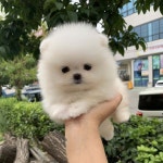 Pin page 도그얌 #비숑프리제분양#포메라니안분양#토이푸들분양 on... “아오귀여워 💕#포메라니안분양#애견#강아지분양#반려견#꽃... 