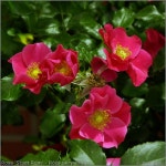 Rosa 'Stadt Rom' - Róża okrywowa 'Stadt Rom' | 장미