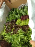 Joy! A box full of locally grown greens | แบบสวน