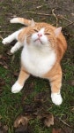 Cat에 관한 627개의 최상의 Pinterest 이미지 | 새끼 고양이, 개와 고양이 및 아름다운 고양이 Cat