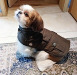 Adorable Small Dog in Coat | 개