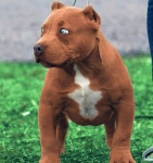 Pin page My DOGS에 있는 William sturmey님의 핀