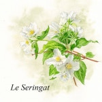 Pdf - watercolor-bota-clairefelloni의 강의 | 식물상