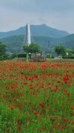 남양주 물의정원 양귀비 남양주 물의정원 양귀비 in 2024