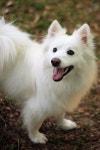 Cute에 관한 438개의 최상의 Pinterest 이미지 | 강아지, King charles spaniels 및 개와 고양이 Cute