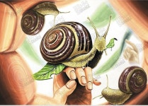 미술에 있는 예림 정님의 핀 | 미술 구도, 미술 참고 자료, 달팽이