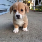 Corgi puppy(이미지 포함) | 귀여운 동물, 강아지, 동물