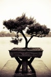 bonsai에 관한 28개의 최상의 Pinterest 이미지 | 꽃, 자연 및 조경 bonsai