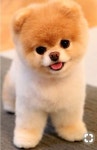 cute에 관한 8개의 최상의 Pinterest 이미지 | 웃긴 동물, 동물과 애완동물 및 강아지 cute